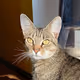 Kuki The Cat
