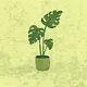 Monstera Miscellany
