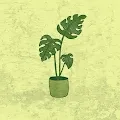 Monstera Miscellany