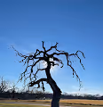 Standing Bare