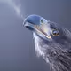 bird11