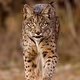 Iberian Lynx is not recyclable
