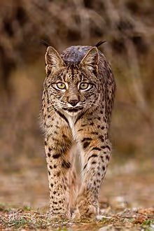 Iberian Lynx is not recyclable