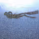 Free-diving-polygon