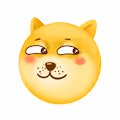 Fitness loving Shiba inu