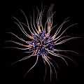 Microorganism