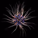 Microorganism