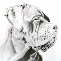 Dogs