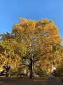 Yellow Tree Collection
