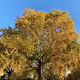 Yellow Tree Collection