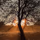 Woodland_Photography_