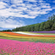 Remembrance of the Earth