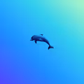 Dolphins Alone
