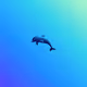 Dolphins Alone