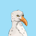 Severe seagull