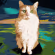 Zoe Cat NFT MP4s