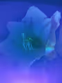 Just Some Flowers
