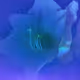 Just Some Flowers