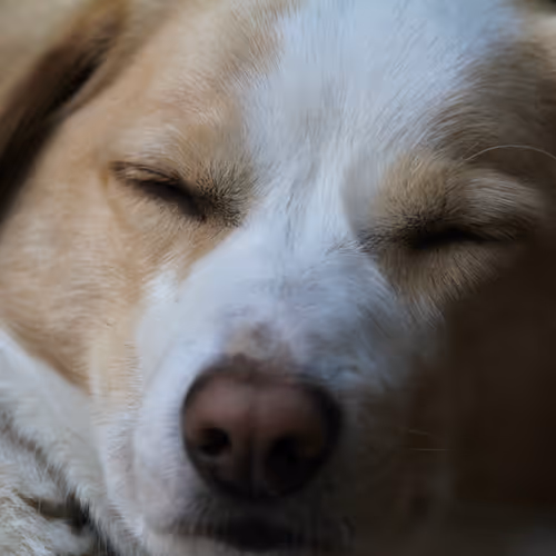 Digital/Analog Transformation