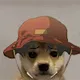 Doge Everyday