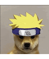 Doge Everyday