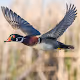 Duck hunting