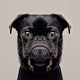 Doggie Portraits