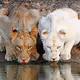 justlion