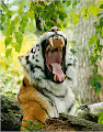 Bored Tiger #1