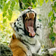 Bored Tiger #1