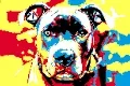 PACO Art Collection