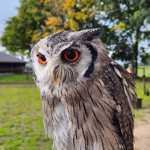 white-faced scops owl