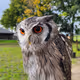 white-faced scops owl