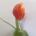 Tulip Fabio