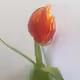 Tulip Fabio