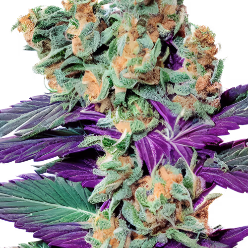 Weed and Cannabis Club Official