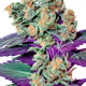 Weed and Cannabis Club Official