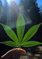 420 GoArt