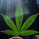 420 GoArt