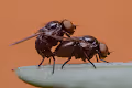 Insects in Love
