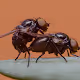 Insects in Love