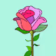 Rose 2