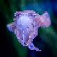 Animalspixelated