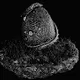 TheDragonEgg