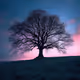 Beauty in solitude