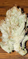 DigitalDank