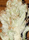 DigitalDank