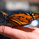 Nature and Critters