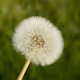 Nature vector