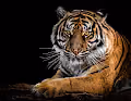 The_King